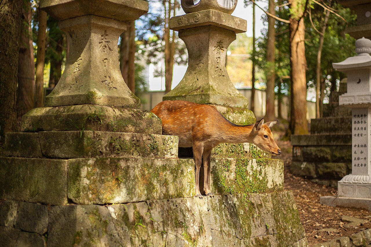 Deer at nara park 2
