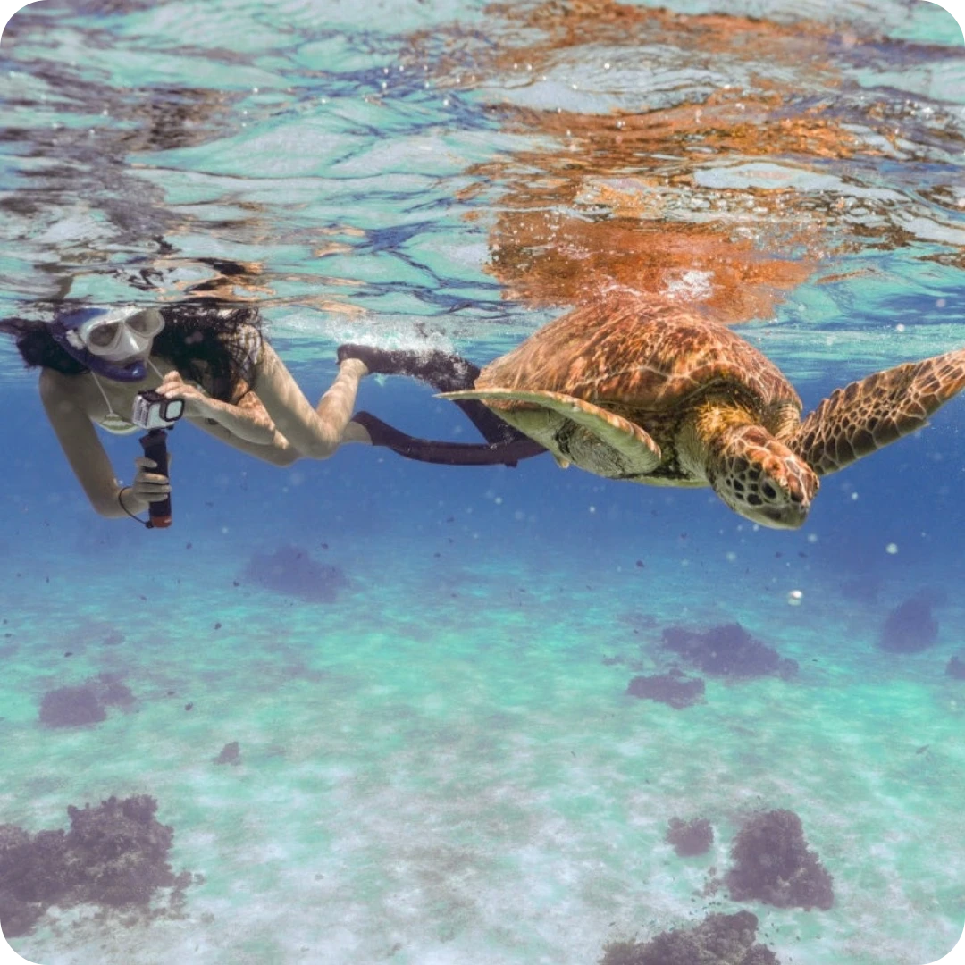 오슬롭 고래상어 패스트트랙 & 모알보알 호핑 조인투어 (필리핀/세부)